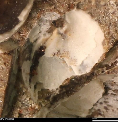 Corbulamella gregaria