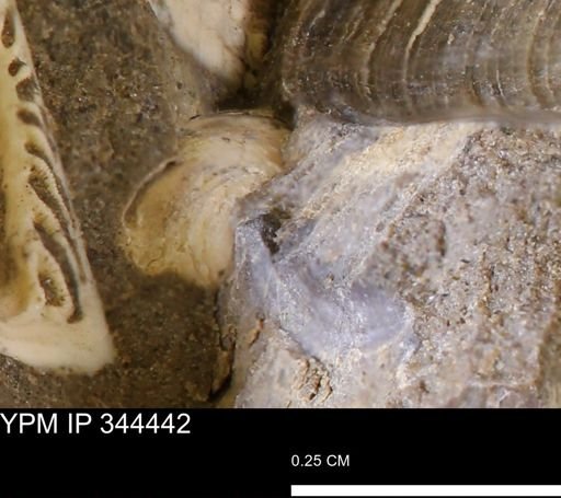 undet. Bivalvia