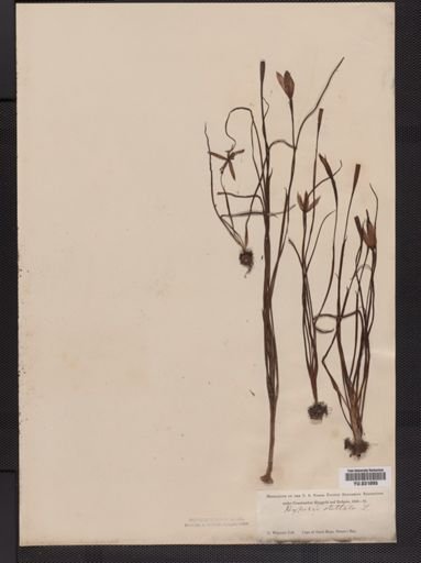 Hypoxis