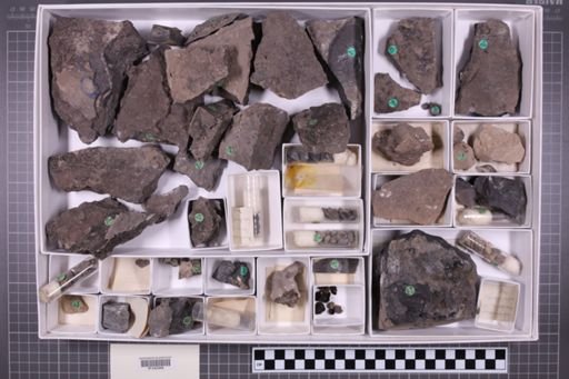 mixed taxa, stratigraphic collection