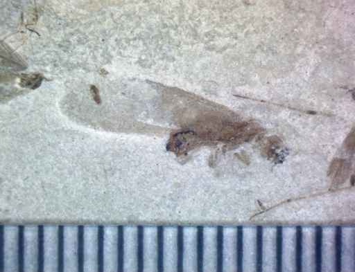 undet. Diptera