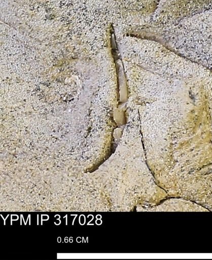 undet. Mollusca