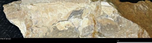 Baculites sp.