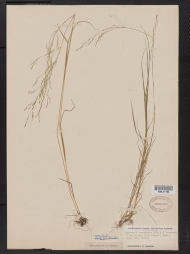 Agrostis perennans