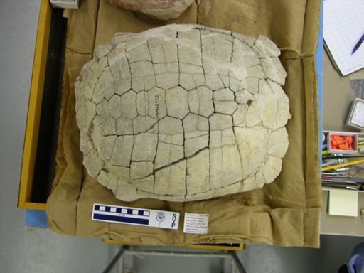 Stylemys nebrascensis