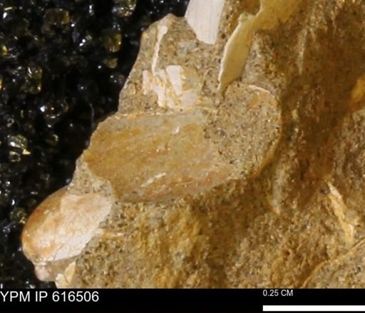 Protocardia subquadrata