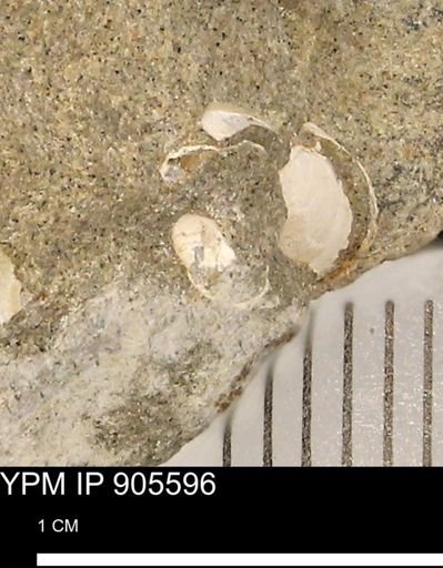 undet. Mollusca