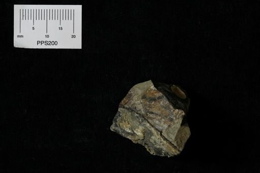 Syncyclonema halli