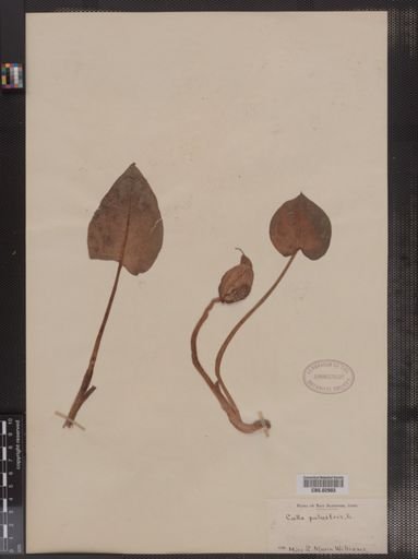 Calla palustris