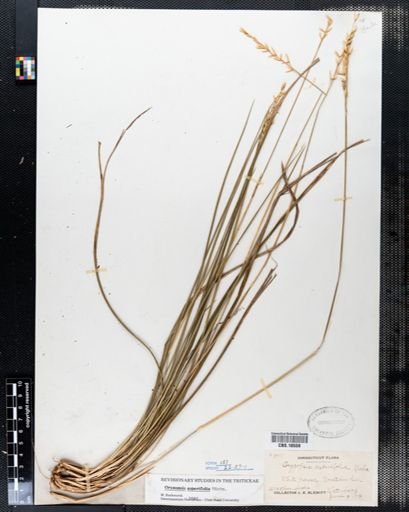 Oryzopsis asperifolia