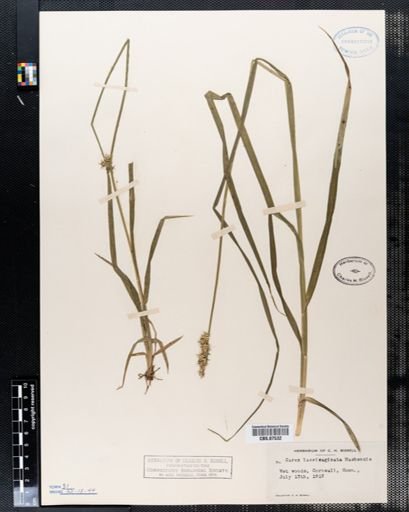 Carex laevivaginata