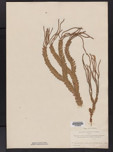 Lycopodium