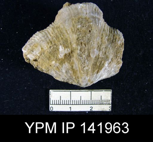 Spirifer (Neospirifer) musakheylensis