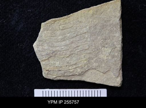Paraconularia sp.