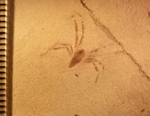 undet. Araneida