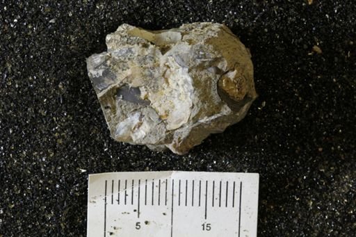 Mollusca