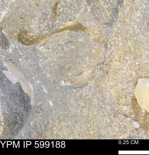 Platystrophia sp.
