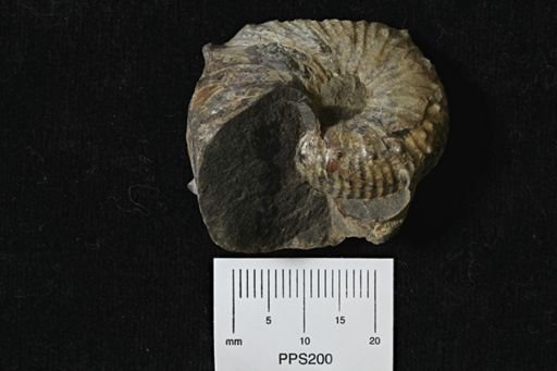 Jeletzkytes sp.