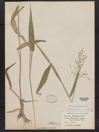 Panicum clandestinum