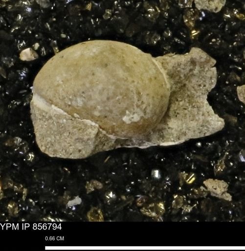 Euspira sp.