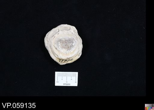 undet. Chondrichthyes
