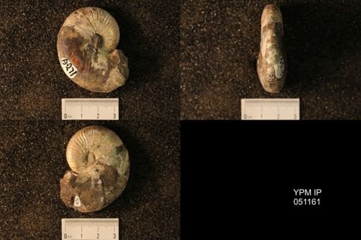 Hoploscaphites nicolletii