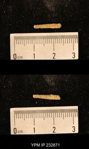 Archaeocidaris sp.
