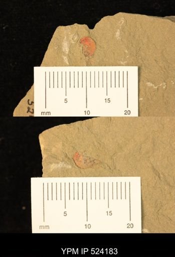 Problematica