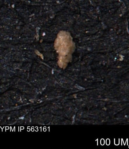 Verneuilina canadensis