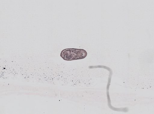 Plagiostomum whitmani