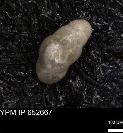 undet. Foraminiferida