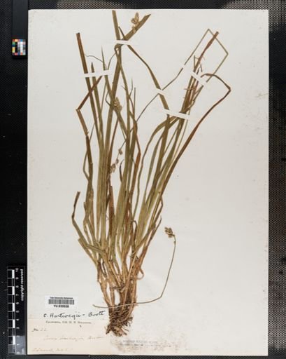 Carex