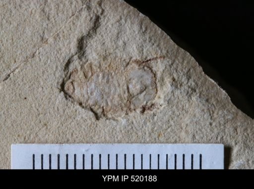 undet. Cheloniellida
