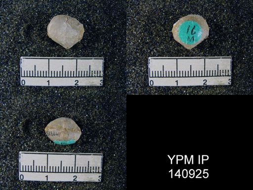 Athyris sp.