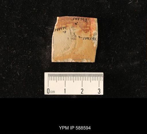 undet. Tipulidae