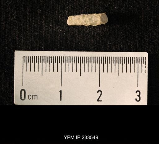 Archaeocidaris sp.