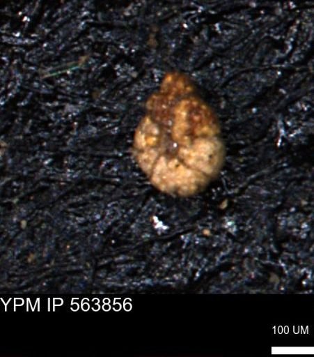 Alveolophragmium linki