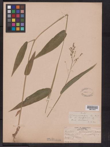 Panicum latifolium