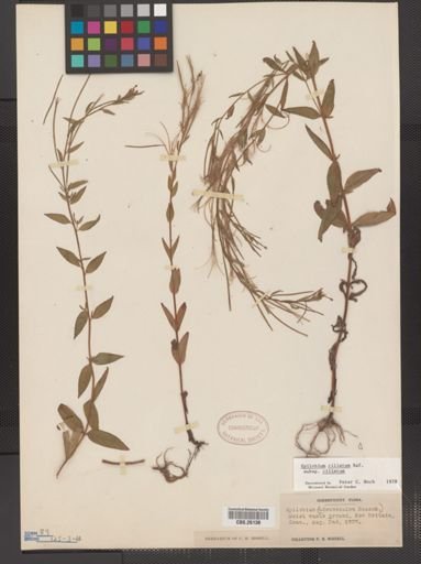 Epilobium ciliatum ciliatum