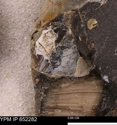 undet. Bivalvia