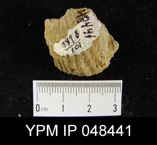 Rhipidium sp.
