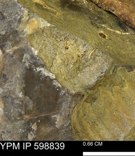 Hoploscaphites sp.