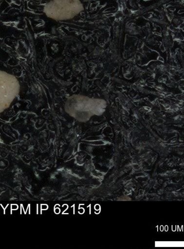 undet. Foraminiferida