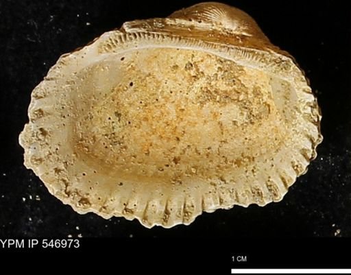 Scapharca transversa