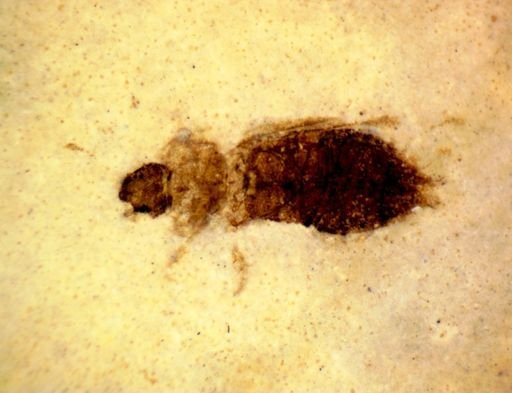 undet. Coleoptera