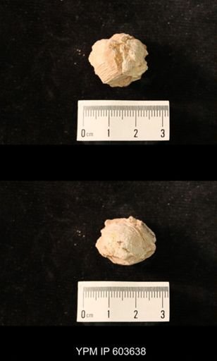 Productus cf. redesdalensis