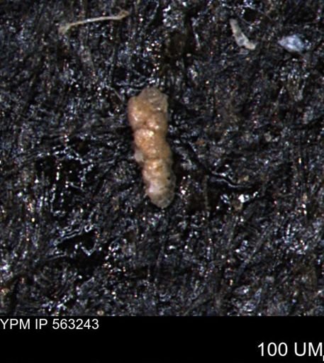 Verneuilinoides hectori