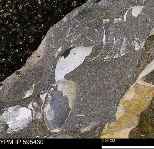 Protocardia sp.
