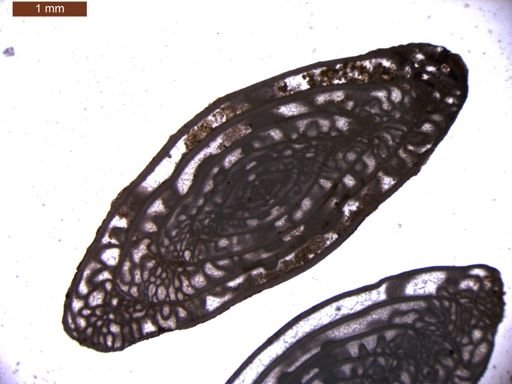 Triticites cullomensis
