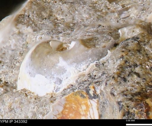 undet. Gastropoda